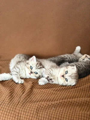 Puiuți British Tabby - imagine 5