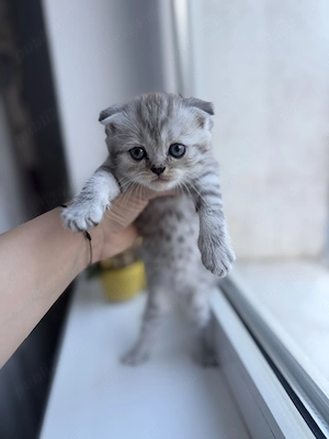 Puiuți British Tabby - imagine 4