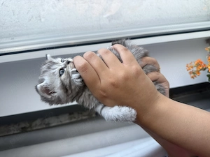 Puiuți British Tabby