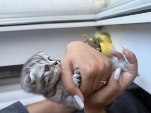 Puiuți British Tabby - imagine 2