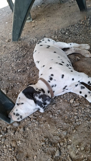 Catelusa dalmatian in varsta de 10 saptamani - imagine 2