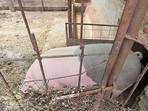 porc -160 kg  - imagine 2