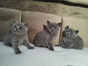 Pui British Shorthair - imagine 4