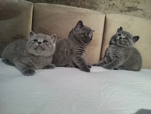 Pui British Shorthair - imagine 3