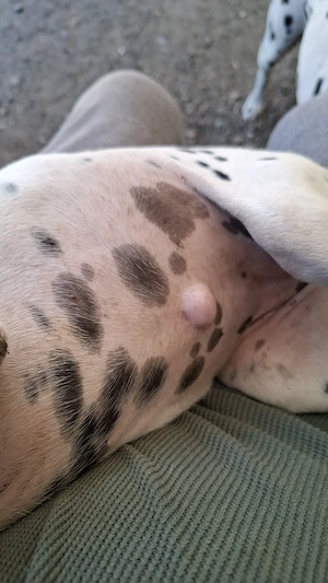Catelusa dalmatian in varsta de 10 saptamani - imagine 3