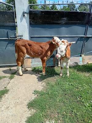 vand doua vitele bălțate 
