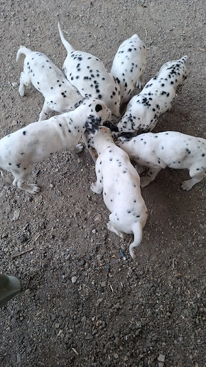 Catelusa dalmatian in varsta de 10 saptamani - imagine 4