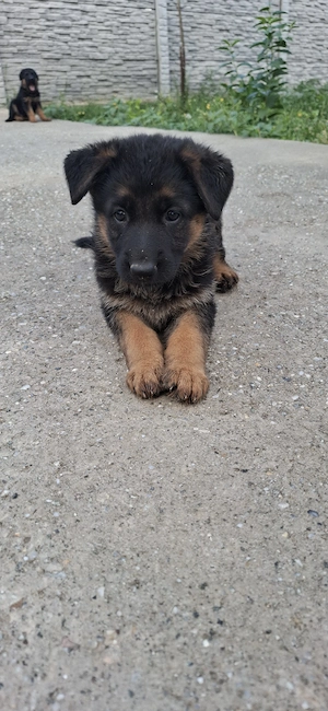 Ciobanesc German 