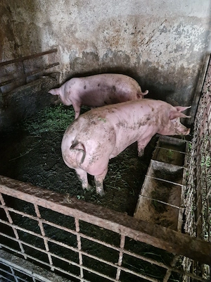 vand porci - imagine 3