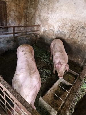 vand porci