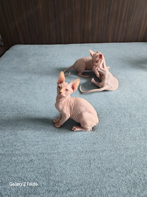 Pui Sphynx