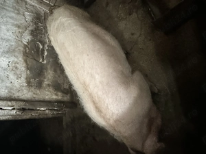 Porci de vânzare  140 kg - imagine 2