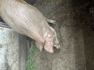 Porci de vânzare  140 kg - imagine 5