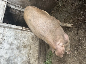 Porci de vânzare  140 kg