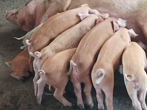 Purcei 6 săptămâni 