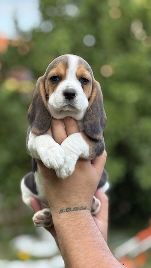 Beagle Superbi. - imagine 3
