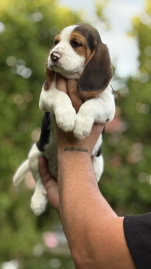 Beagle Superbi. - imagine 5