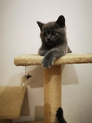 British Shorthair Bacău 
