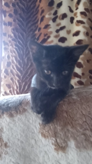 Pisici pentru adoptie gratuit  - imagine 4