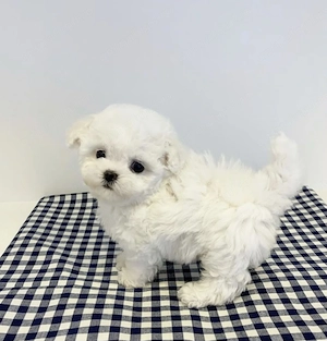 Bichon maltez față și baiat