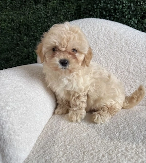 Caniche pudel poodle 