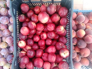 Nectarine de vanzare