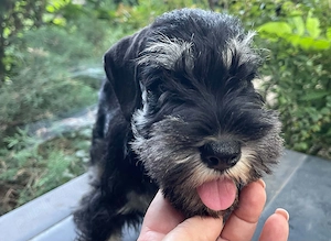 Canisa Santinelle-Schnauzer pitic cu pedigree emis - imagine 3