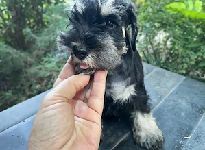 Canisa Santinelle-Schnauzer pitic cu pedigree emis - imagine 2