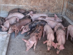 vând purcei de 9 săptămâni 