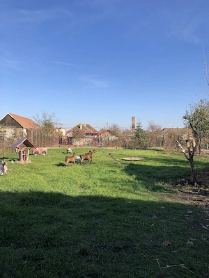 Vand Casa in Horia  - imagine 3