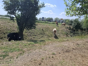 Vind vaci bune de lapte