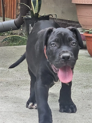 Vand catelusii Cane Corso. Pret 300 euro. - imagine 4