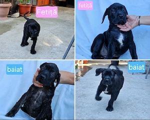 Vand catelusii Cane Corso. Pret 300 euro.