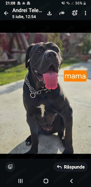 Vand catelusii Cane Corso. Pret 300 euro. - imagine 2