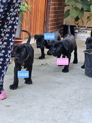 Vand catelusii Cane Corso. Pret 300 euro. - imagine 3