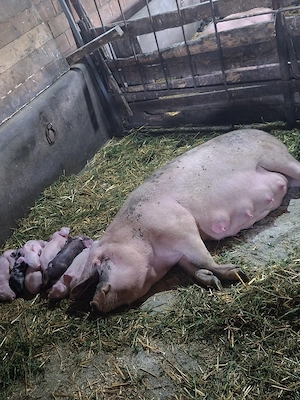 Scroafa cu purcei de vanzare