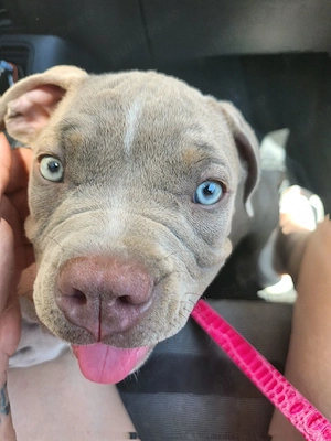 American Bully Pocket  - imagine 2