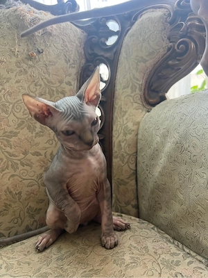 Sphinx Sphynx, masculi - imagine 4