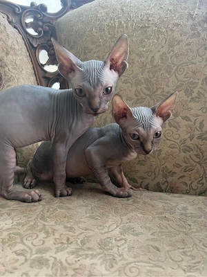Sphinx Sphynx, masculi - imagine 3