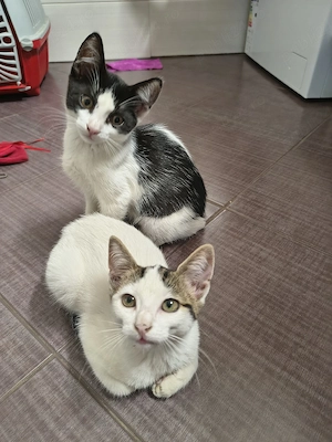 adoptie pisici