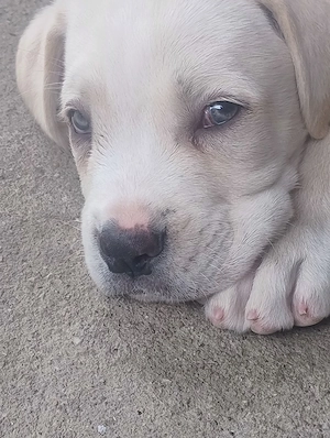 Catelusa Cane Corso  - imagine 4