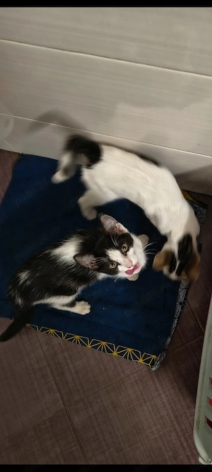 adoptie pisici - imagine 3