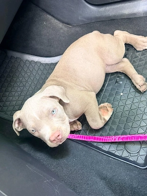 American Bully Pocket  - imagine 3