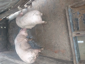 Vând 2 porci mare alb 