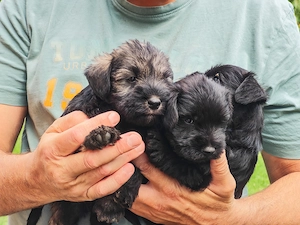 Schnauzer pitic de vanzare - imagine 2
