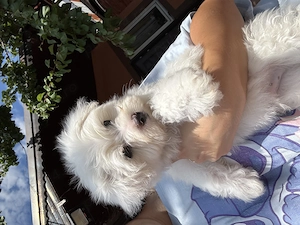 Vând Bichon maltez băiețel  - imagine 2