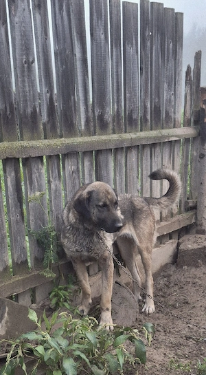 Donat pereche căței Kangal (3 ani și 4 luni)   spre adopție - imagine 4