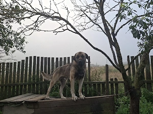 Donat pereche căței Kangal (3 ani și 4 luni)   spre adopție - imagine 2