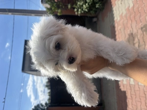 Vând Bichon maltez băiețel  - imagine 3