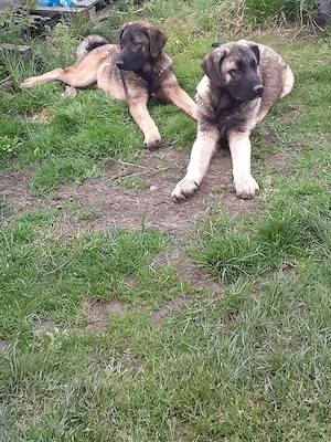 Donat pereche căței Kangal (3 ani și 4 luni)   spre adopție - imagine 3